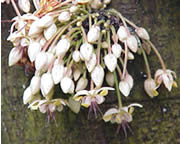 Fleurs de cacaoyer