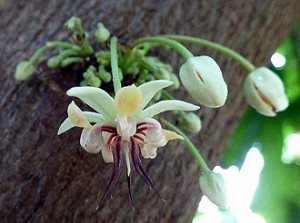 Fleurs de cacaoyer